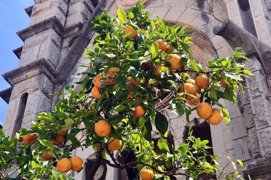 Sóller in Mallorca the orange valley of Mallorca. Palmallorca.com - Mallorca Community