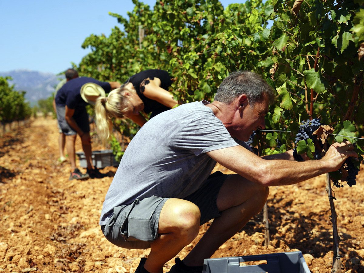 Creating the wines of Bodega BiniVista - Palmallorca.com