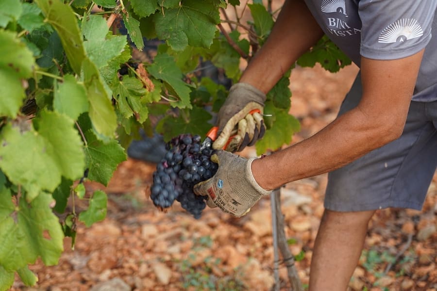 Join the BiniVista Family - exclusive wine club Mallorca - Palmallorca.com - Mallorca Community